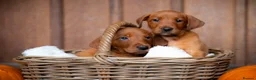 Labrador Retriever dogs for sale: Exceptional Quality KC Fox Red Labrador puppies - Advert 1