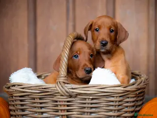 Labrador Retriever dogs Exceptional Quality KC Fox Red Labrador puppies - Advert 3