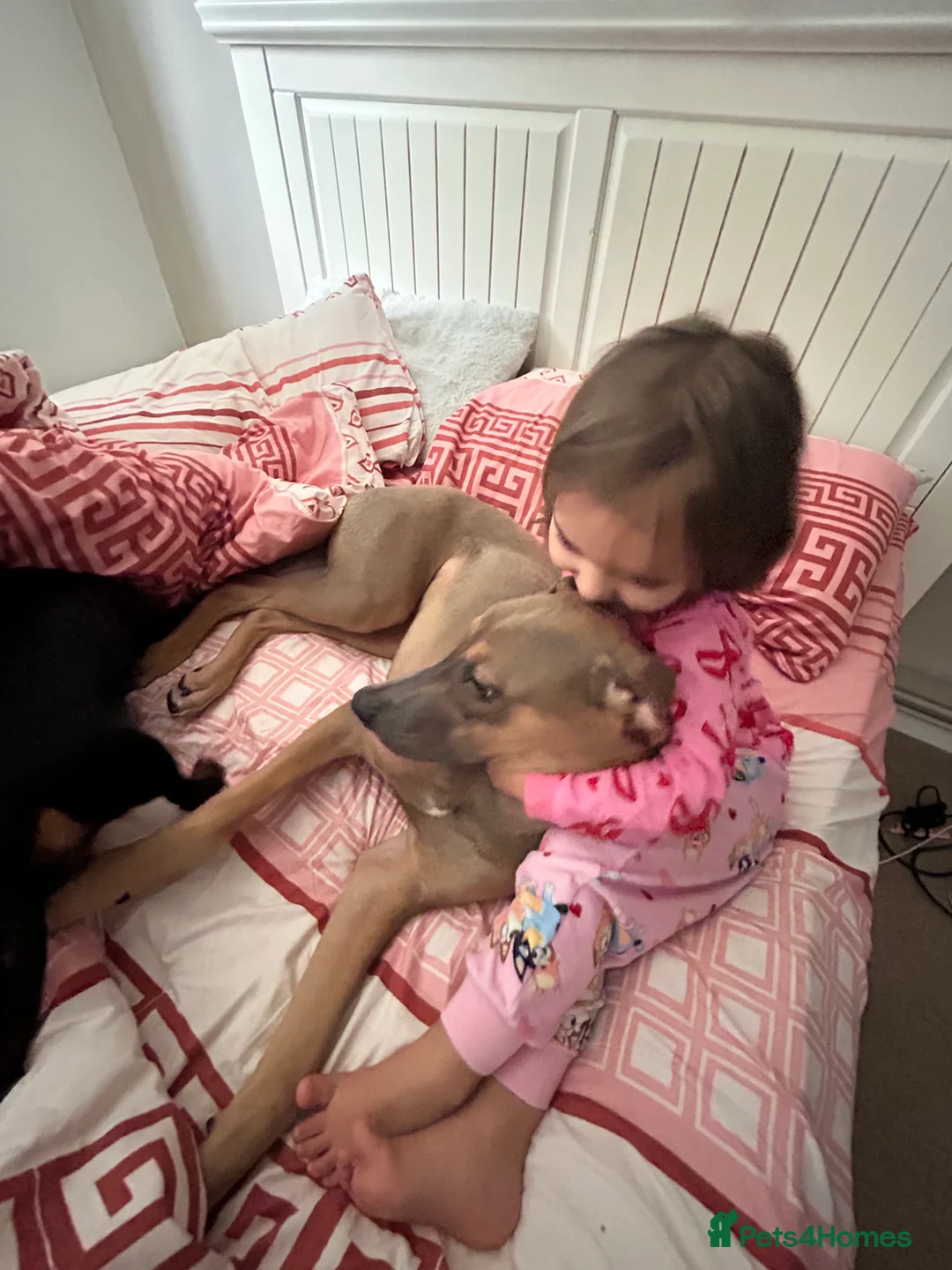 Mixed Breed dogs for sale:  Free ! 6 month puppy cane corso/ grey hound  in Chelmsford - Advert 8