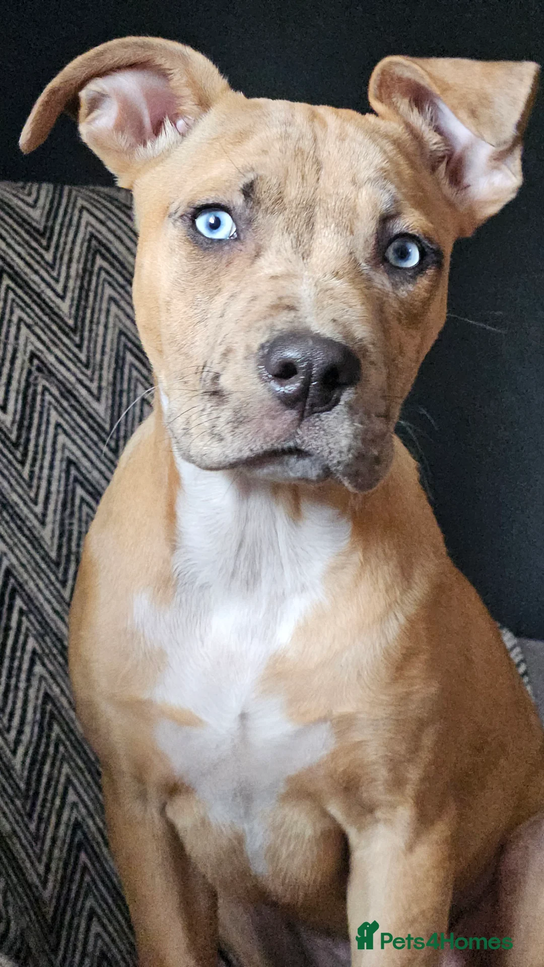 Mixed Breed dogs for sale: Female mixed breed 1 year animal child friendly - Advert 2