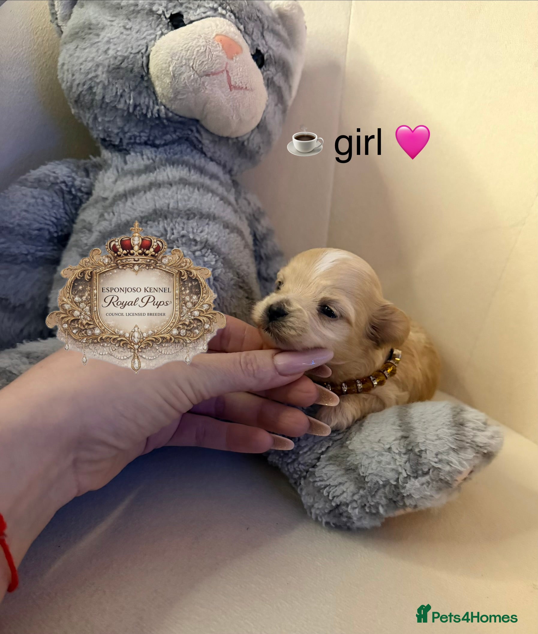 Maltipoo dogs 👑One in a Million F1 tiny Asian Maltipoo👑 - Advert 1