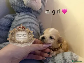Maltipoo dogs 👑One in a Million F1 tiny Asian Maltipoo👑 - Advert 1