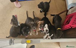 Staffordshire Bull Terrier dogs for sale: Staffordshire bull terrier puppies. - Image 1