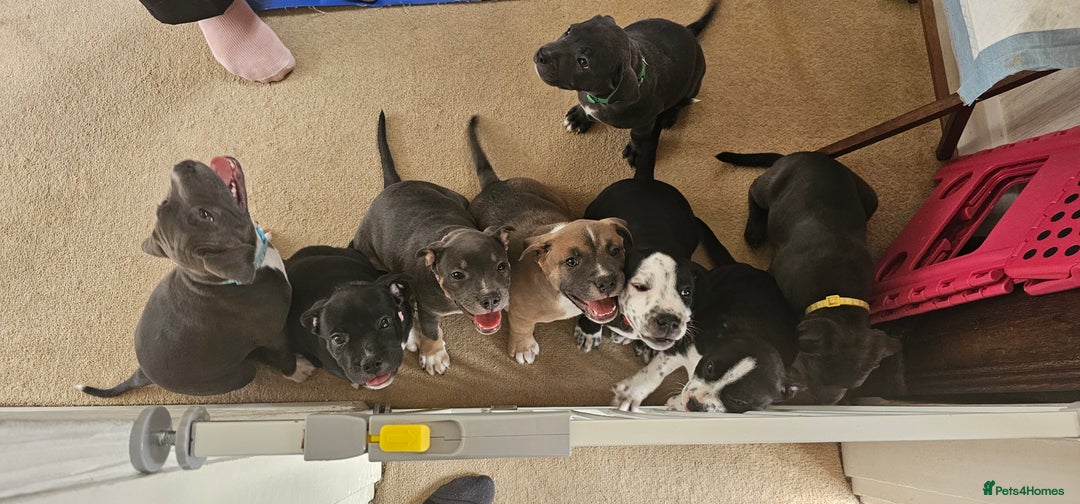 Staffordshire Bull Terrier dogs for sale: Staffordshire bull terrier puppies. - Image 1