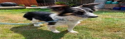 Mixed Breed dogs for adoption: Meet Astor, currently residing in Surrey in Aldershot - Advert 5