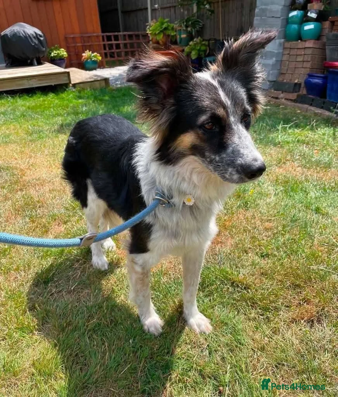 Mixed Breed dogs for adoption: Meet Astor, currently residing in Surrey in Aldershot - Advert 5