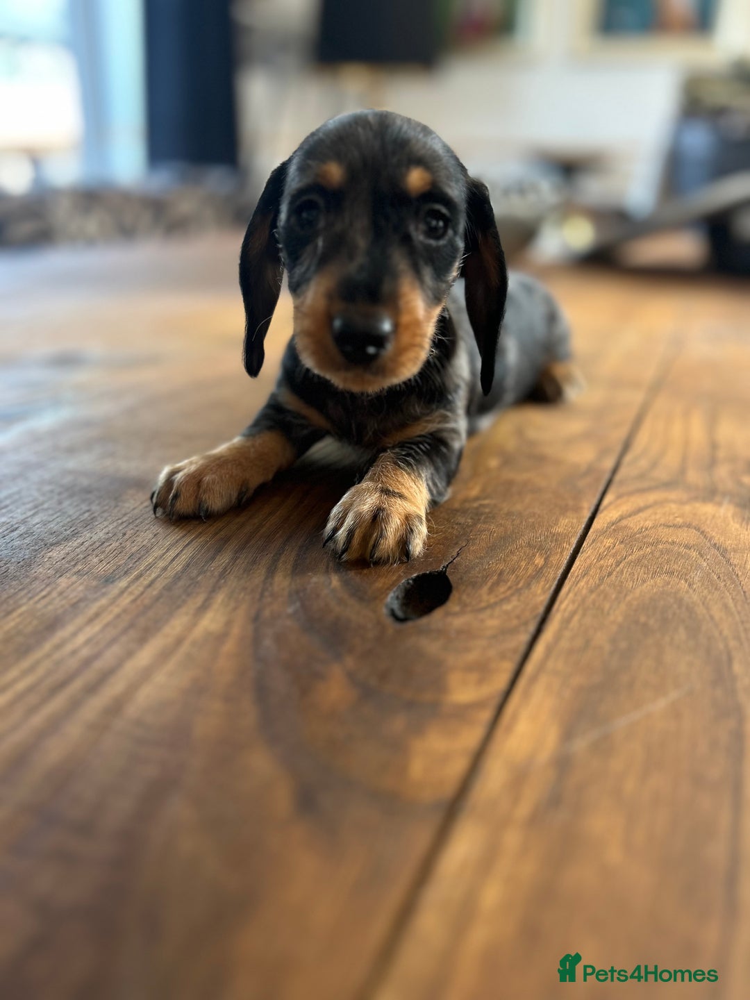 Dachshund dogs for sale: Fully dna health tested wire hair dachshund pups - Image 31