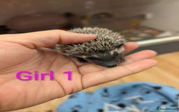 Pygmy Hedgehog rodents for sale: African Pygmy hedgehogs. Ready to reserve! - Advert 4