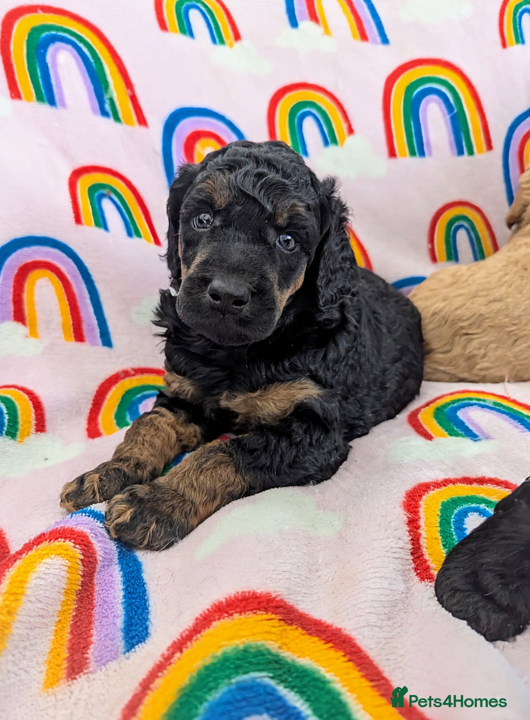 Miniature Poodle dogs for sale: Stunning Red & Phantom Poodles - Image 28