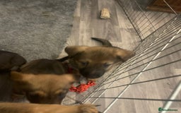 Mixed Breed dogs for sale: Mixed big family dogs  - Image 5