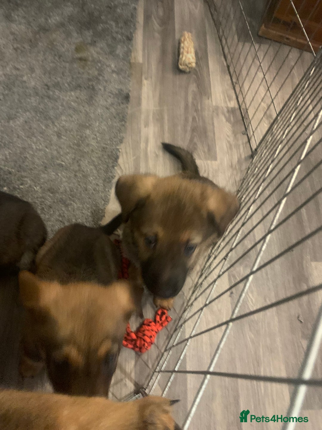 Mixed Breed dogs for sale: Mixed big family dogs  - Image 5