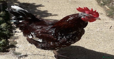 Chickens poultry - Advert 8