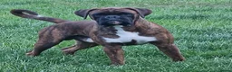 Boxer dogs for stud: Stunning Proven, Health tested and Heartscored 0 in Boston - Advert 4