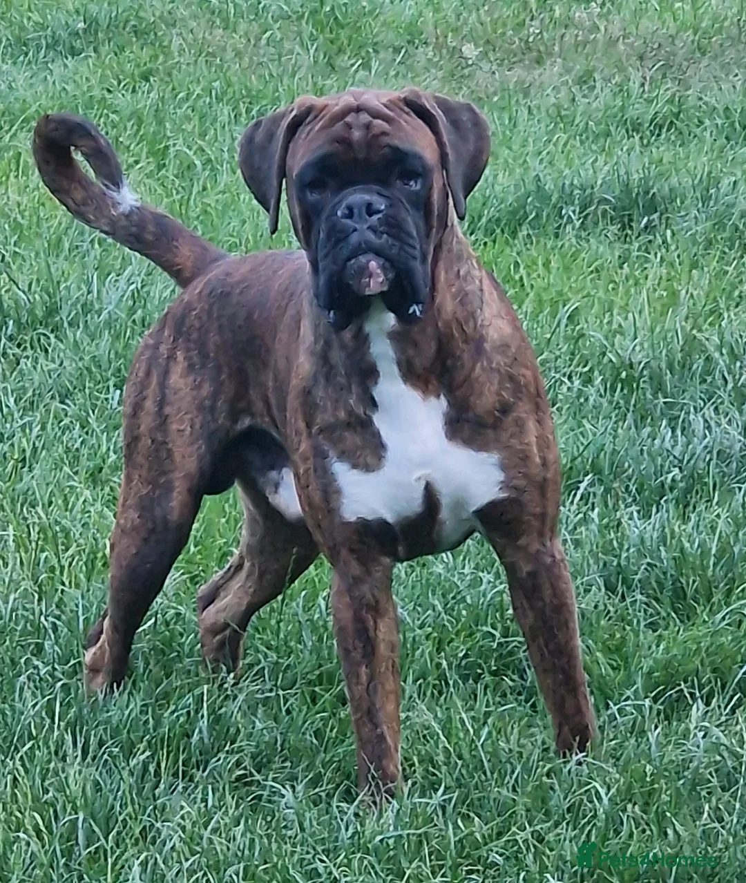 Boxer dogs for stud: Stunning Proven, Health tested and Heartscored 0 in Boston - Advert 4