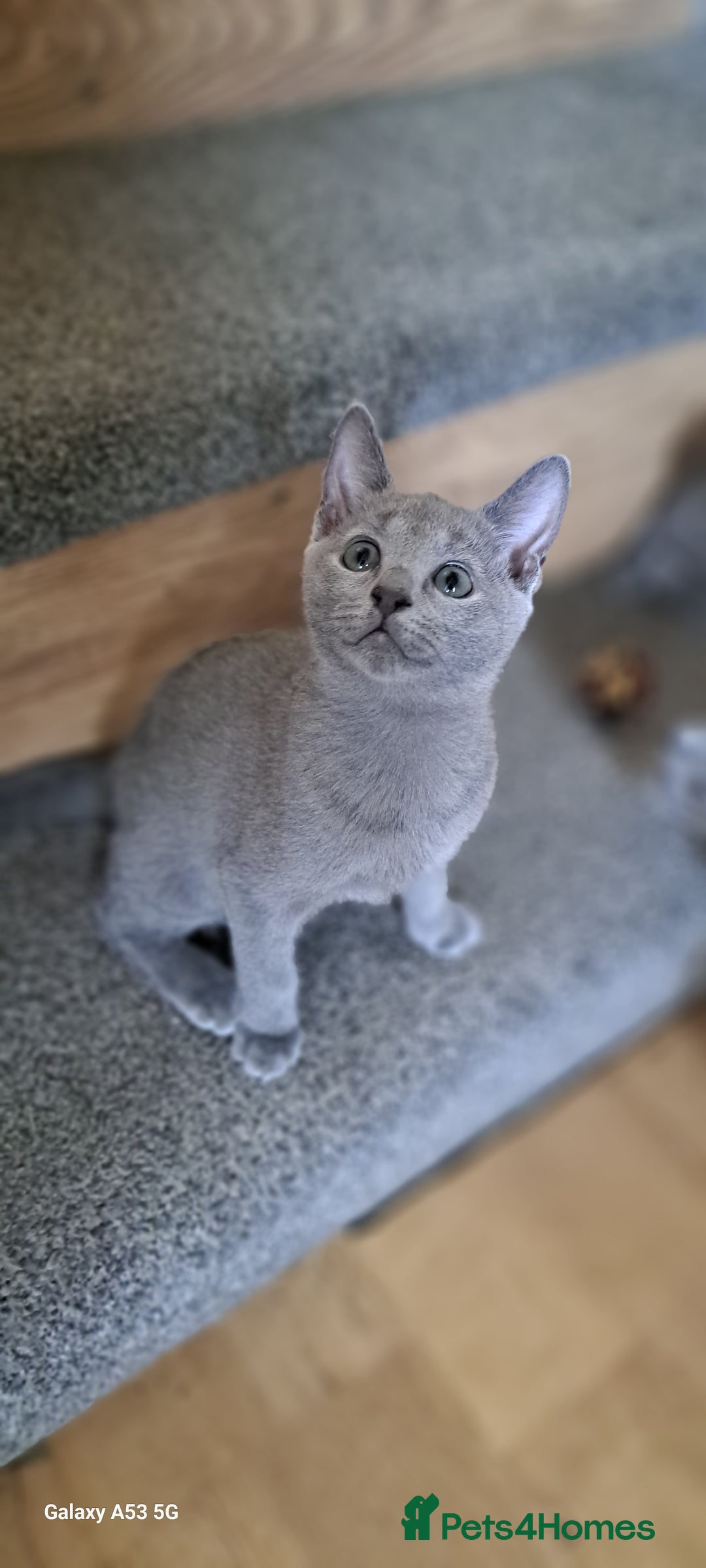 Russian Blue cats for sale: TICA 5* Pedigree Russian Blue Kittens - Image 3