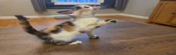Mixed Breed cats for sale: 2 female tortoise shell kittens - Advert 10