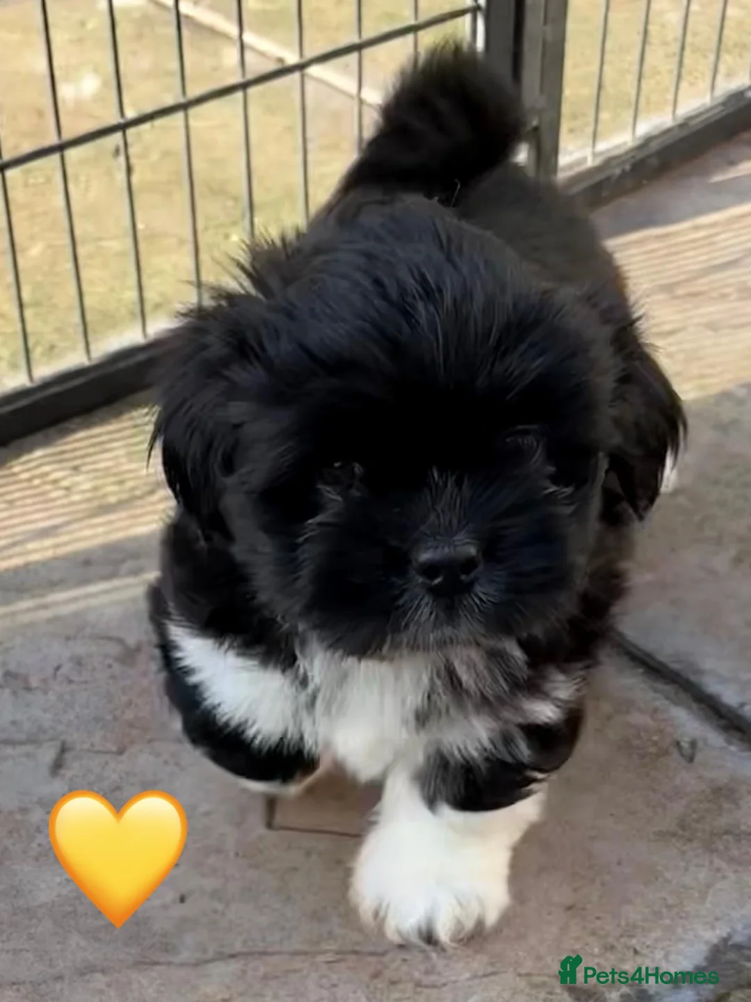 Lhasa Apso dogs for sale: Seven Beautiful RKC reg. Pups GPRA Clear in Wisbech - Advert 19