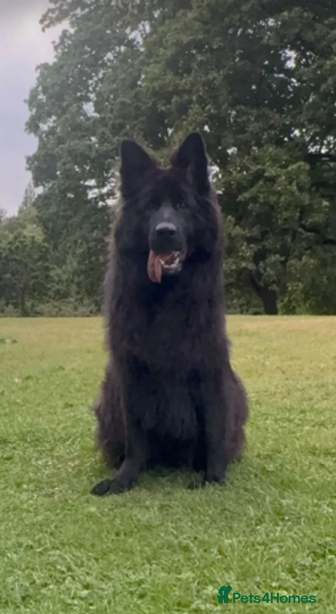 German Shepherd dogs for sale: German Shepherd - Advert 2