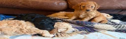 Mixed Breed dogs for sale: Cockapoo × Australian Labradoodle Puppies  in Redruth - Advert 3