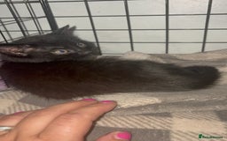 Mixed Breed cats for sale: Grey tabby & black kittens - Image 14