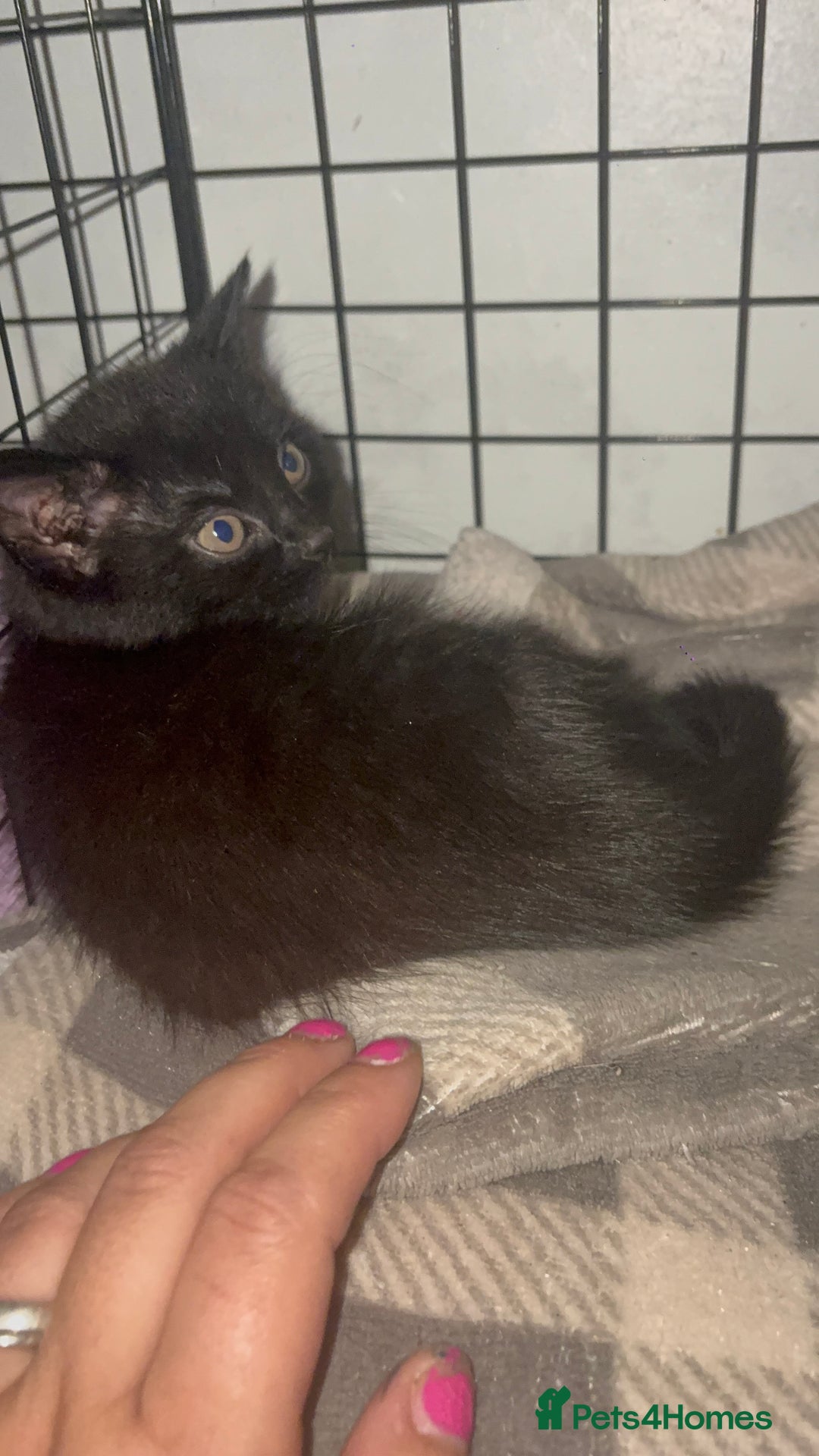 Mixed Breed cats for sale: Grey tabby & black kittens - Image 14