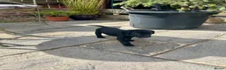 Labrador Retriever dogs for sale: KC Registered Labrador Puppies - Advert 24