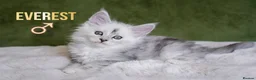 Maine Coon cats for sale: Rare Silver Shaded TICA Maine Coon Kittens in Canvey Island - Advert 5