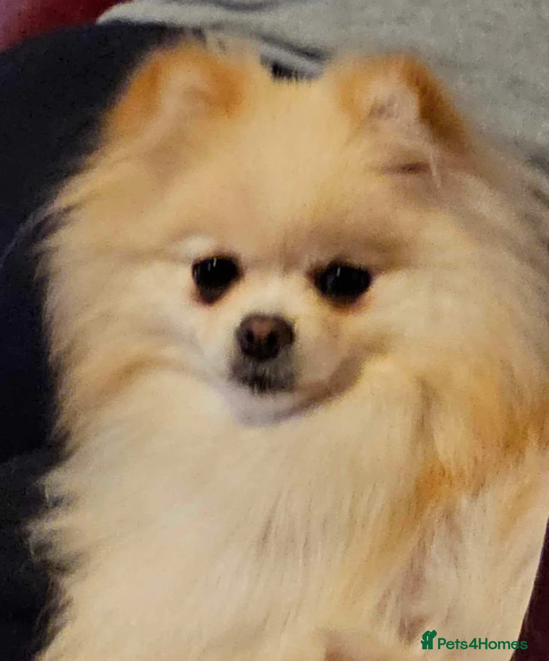 Pomeranian dogs for sale: Pomeranian Adult female Russian lines - Advert 3