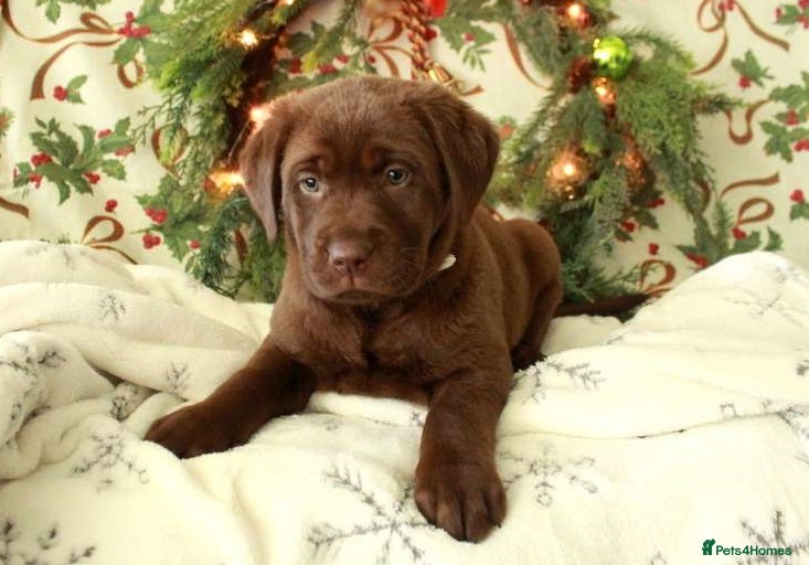 Labrador Retriever dogs big personality labrador retriever boy - Advert 7