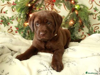 Labrador Retriever dogs big personality labrador retriever boy - Advert 7