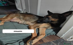 Belgian Shepherd Dog dogs for sale: 6 adorable Belgian malinois puppy's for sale  - Image 7