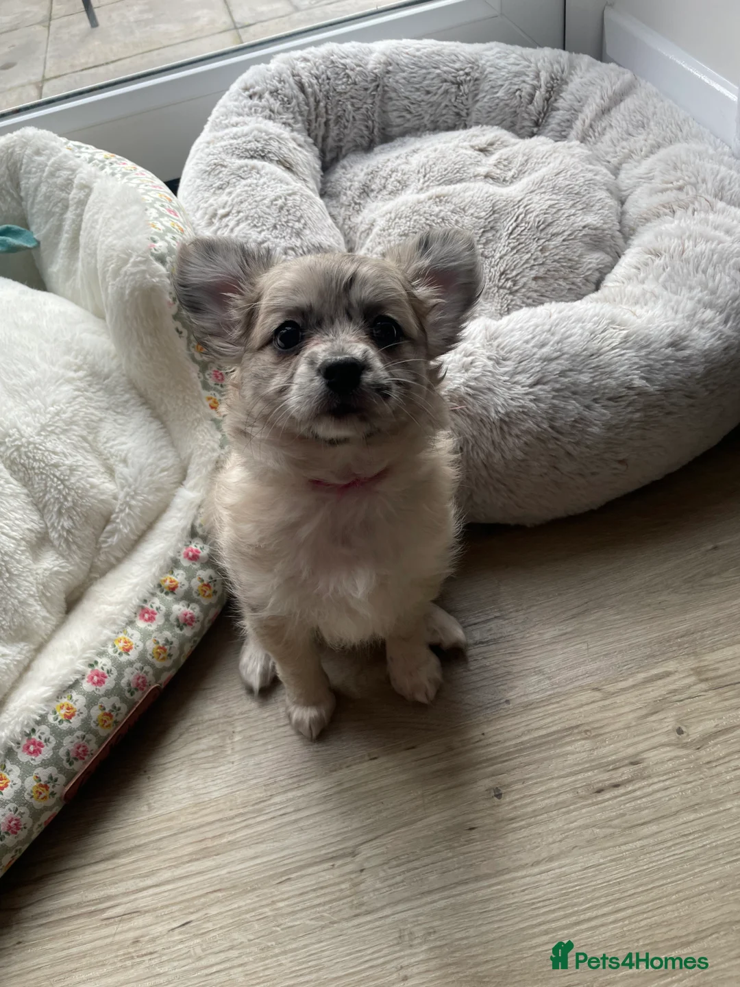 Chihuahua dogs for sale: Chihuahua girls - Advert 6