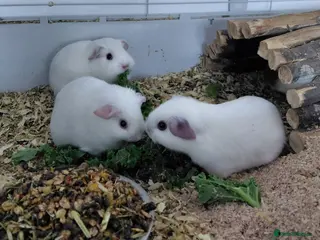 Guinea Pig rodents Assorted Pure breed guinea pigs - Advert 14