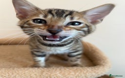 Bengal cats for sale: Snow and Brown boy TICA bengal kittens  - Image 39