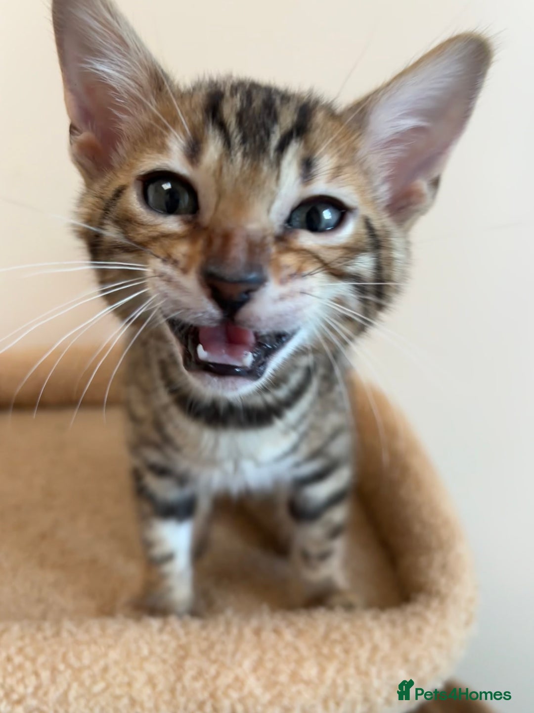 Bengal cats for sale: Snow and Brown boy TICA bengal kittens  - Image 39