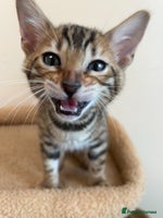 Bengal cats - Advert 1