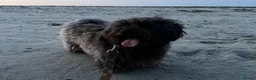 Bolognese dogs for sale: Loving Pedigree Bolognese Girl for Forever Home - Advert 7