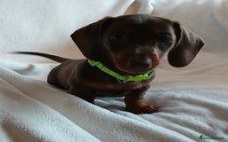 Miniature Dachshund dogs for sale: Mini dachshund pups (health clear) - Image 4