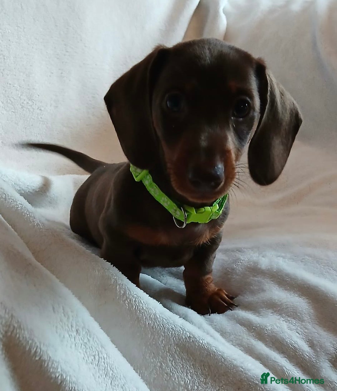 Miniature Dachshund dogs for sale: Mini dachshund pups (health clear) - Image 4