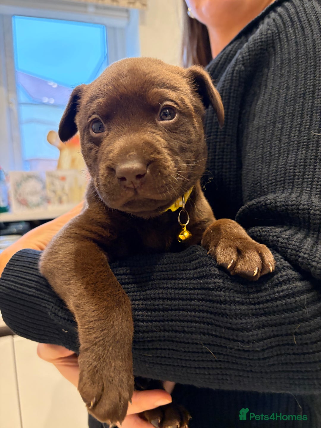 Labrador Retriever dogs for sale: Male Labrador Retrievers 🐶  - Advert 4