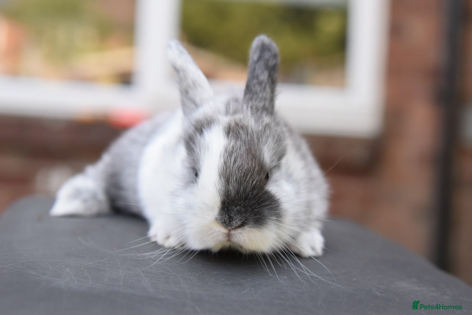 Lionhead rabbits for sale: Baby Lionhead x Lops Looking For New Home - Advert 3