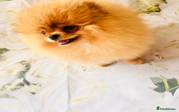 Pomeranian dogs for sale: 💗Last girl left! Royal Orange Pomeranian Pedigree - Image 31