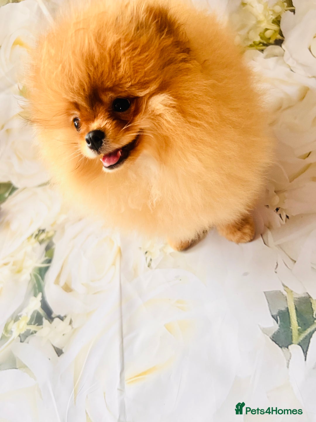 Pomeranian dogs for sale: 💗Last girl left! Royal Orange Pomeranian Pedigree - Image 31