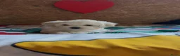 Bichon Frise dogs for sale: Beautiful Bichon Frise Puppies – 3 Boys & 3 Girls - Advert 5
