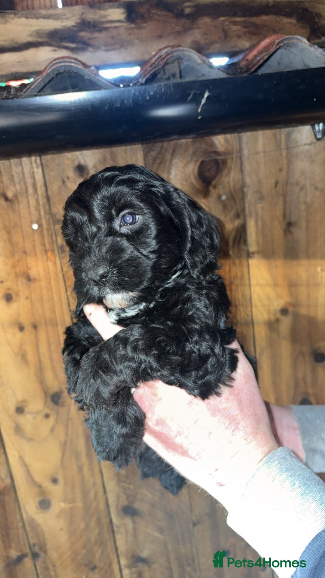 Cockapoo dogs for sale: Beautiful F1 Cockapoo puppies available  - Advert 3