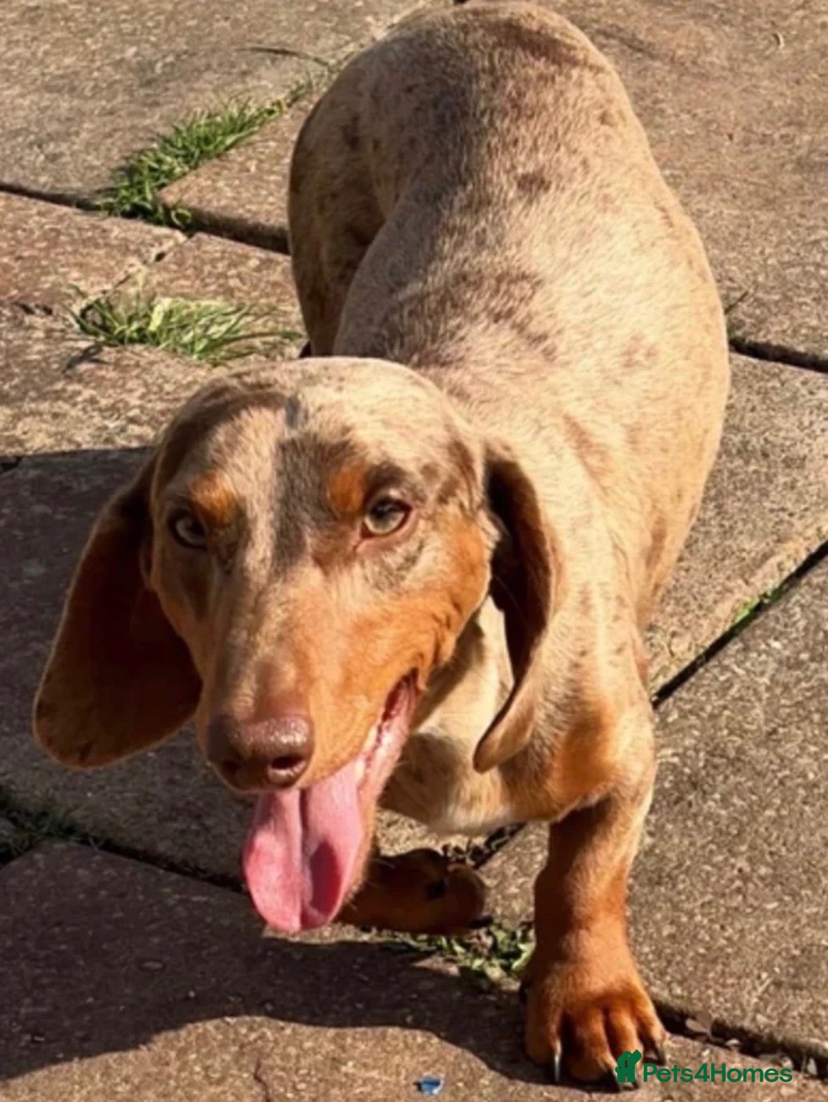Miniature Dachshund dogs for sale: Choc dapple  - Advert 2