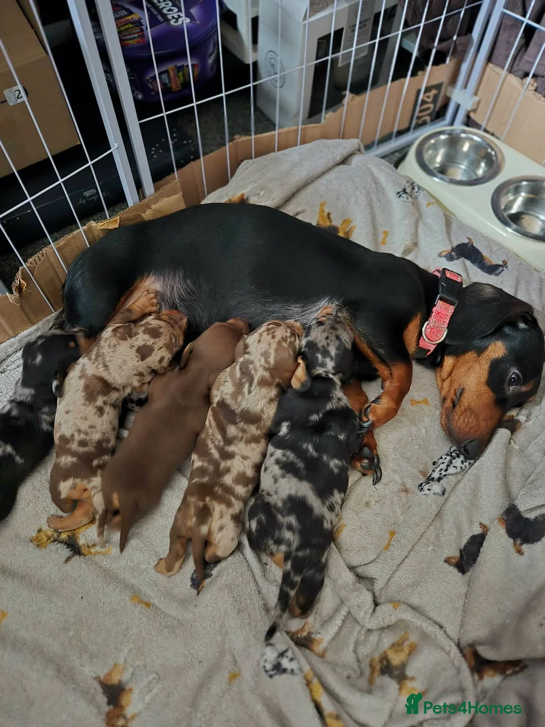 Miniature Dachshund dogs for sale: Gorgeous miniature dachshunds for sale - Advert 1