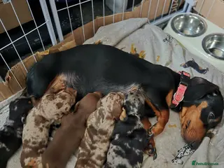 Miniature Dachshund dogs Gorgeous miniature dachshunds for sale - Advert 1