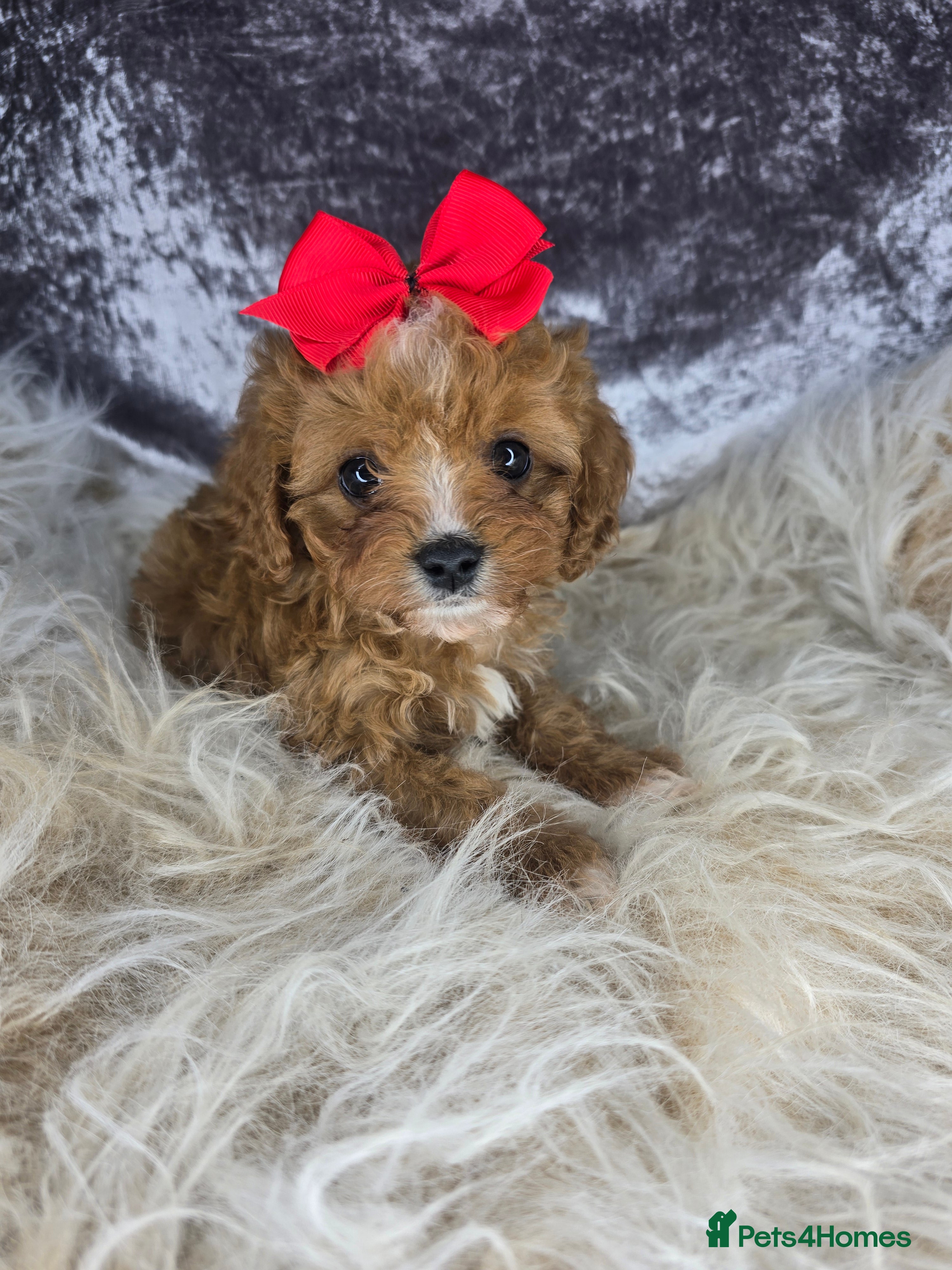 Cavapoo dogs 🩷TESTED TINY TOY PUPS🩷 CAVAPOO 🐶DNA CLEAR - Advert 4