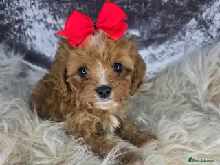 Cavapoo dogs 🩷TESTED TINY TOY PUPS🩷 CAVAPOO 🐶DNA CLEAR - Advert 4